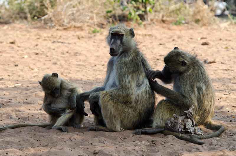 Mono Babuino - parque nacional de Chobe - Botswana 1.jpg